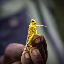 Heard of Desert locust?