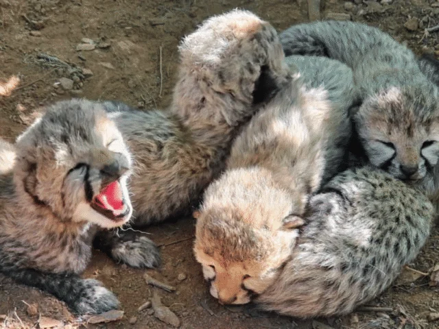 Madhya Pradesh Cheetah Dies With 5 Pellets in Body; Poaching Probed
