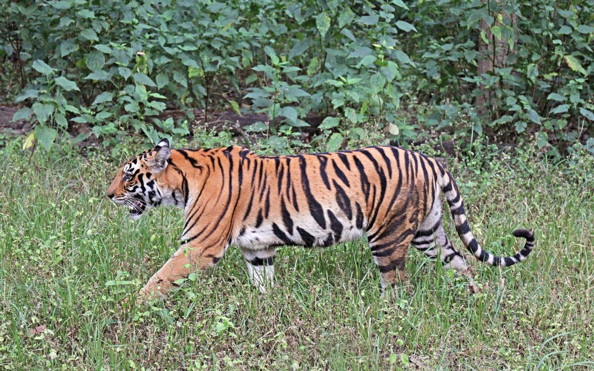 A Bengal tiger walking in a forest (representative photo)