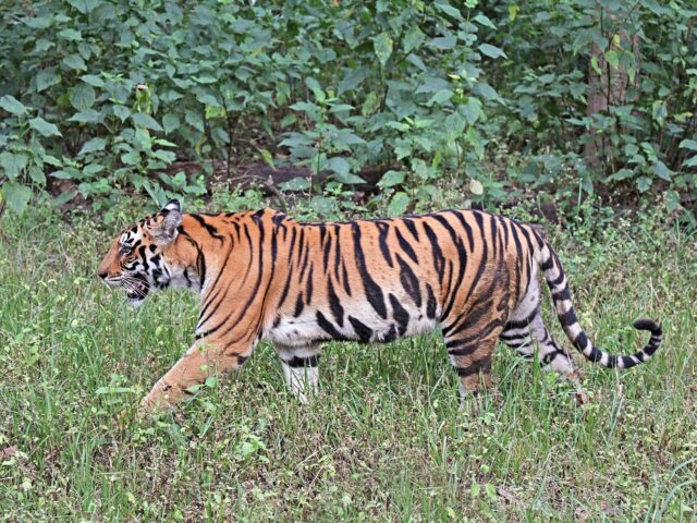 Tiger Spotted in Maharashtra’s Beed Forests After Nearly a Century