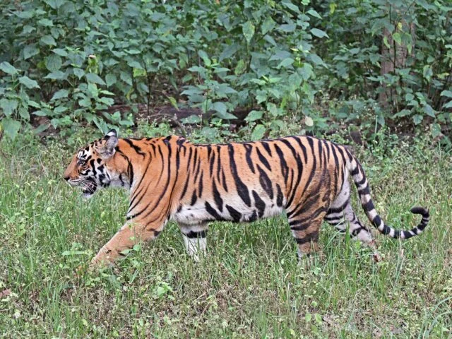Tiger Spotted in Maharashtra’s Beed Forests After Nearly a Century