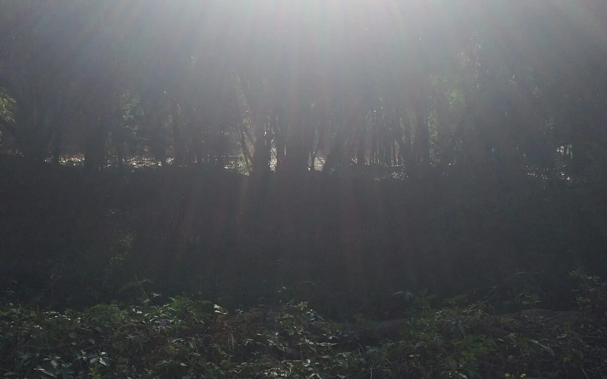 Forested hills of the Bhimashankar Wildlife Sanctuary in the Sahyadri range, Maharashtra