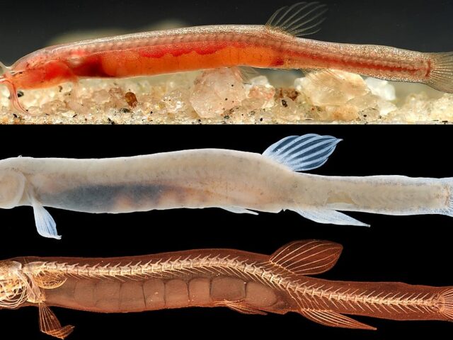 Two New Blind Fish Species Found in Goalpara Wells, Assam