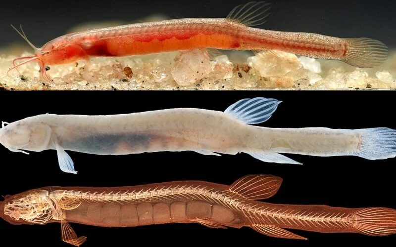 Gitchak nakana, a tiny blind transparent loach, shown alive, preserved and in a micro-CT scan