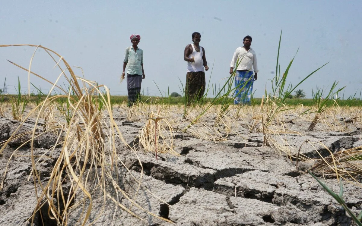 Dried-up crop in a farm field in drought-hit Karnataka