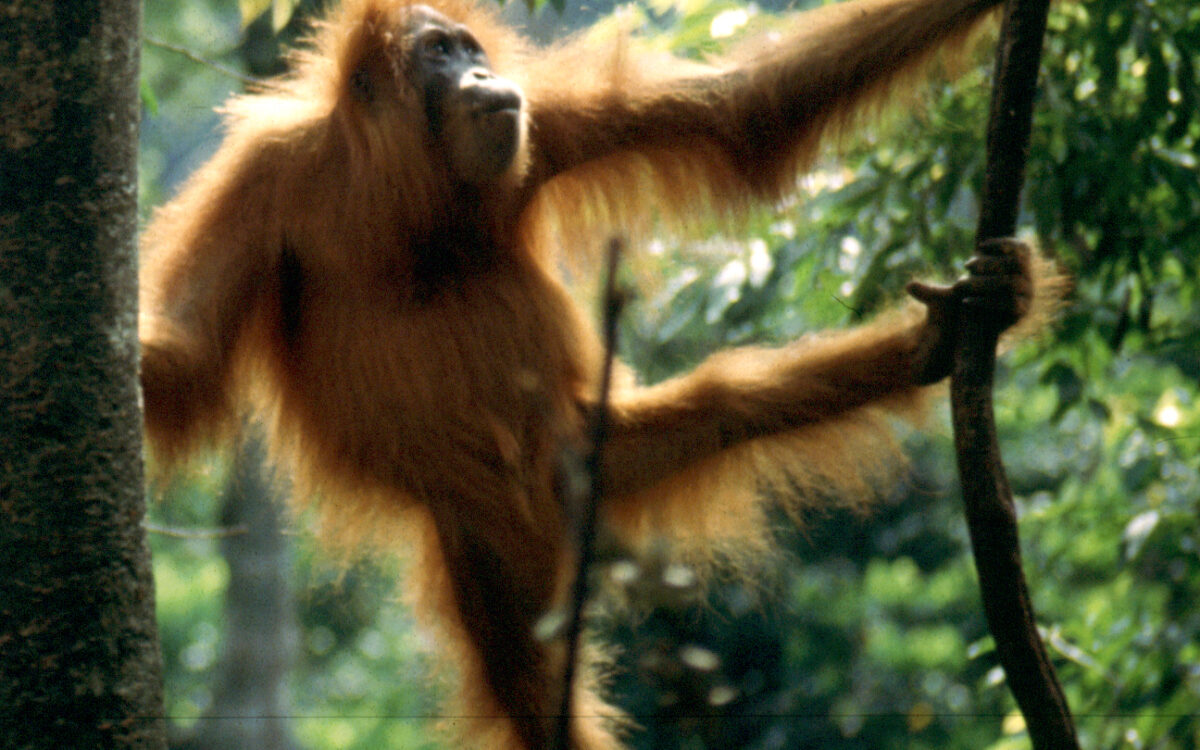 An orangutan resting in the forest