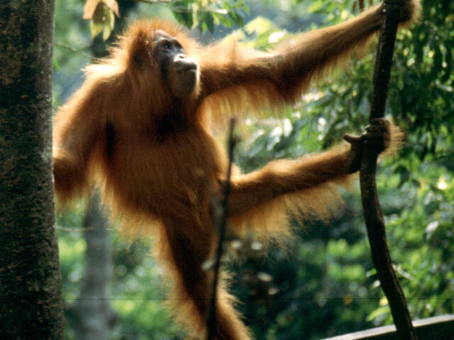 India Sends Rescued Baby Orangutan Home to Indonesia From Gujarat