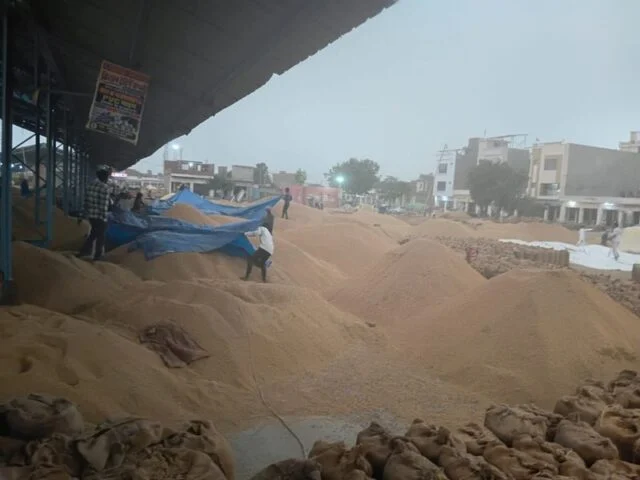 Sirsa, Fatehabad Hailstorm: Paddy Damaged as Farmers Seek Girdawari