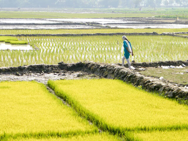 Telangana CM Urges Farmers to Skip Rabi Paddy to Save Drinking Water
